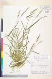 ئW:Echinochloa crus-galli (L.) Beauv. var. zelayensis (H. B. K.