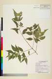 ئW:Euonymus lutchuensis T. Ito