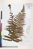 ئW:Lunathyrium allantodioides (Bedd.) Ching