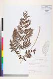 ئW:Acystopteris japonica (Luerss.) Nakai