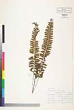 ئW:Hymenasplenium cheilosorum (Kunze ex Mett.) Tagawa