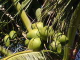 椰子樹