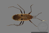 ǦW:Physopelta quadriguttata