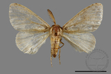 ǦW:Lymantria grisea kosemponis