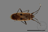 ǦW:Physopelta quadriguttata