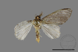 ǦW:Liparopsis formosana