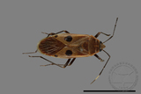 ǦW:Physopelta quadriguttata