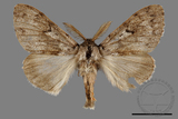 ǦW:Lymantria umbrifera