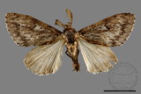 ǦW:Lymantria umbrifera