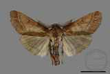 ǦW:Pyralinae sp.