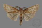 ǦW:Pyralinae sp.