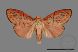 ǦW:Lithosiinae sp.