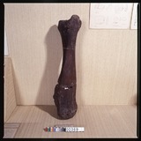 諾曼古菱齒象撓骨化石