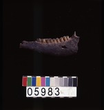 東洋古鹿下顎化石