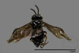 ǦW:Tenthredinidae sp.