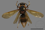 ǦW:Anterhynchium flavomarginatum formosicola