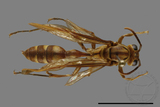 ǦW:Parapolybia takasagona