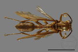 ǦW:Parapolybia takasagona