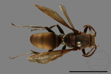 ǦW:Polistes huisunensis