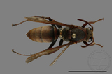 ǦW:Polistes huisunensis