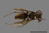 ǦW:Polistes huisunensis