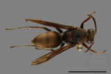 ǦW:Polistes huisunensis