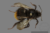 ǦW:Bombus trifasciatus