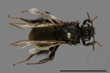 ǦW:Bombus trifasciatus