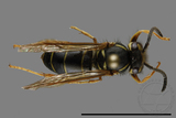 ǦW:Vespula flaviceps