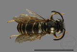 ǦW:Vespula flaviceps