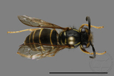 ǦW:Vespula flaviceps