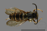 ǦW:Vespula flaviceps