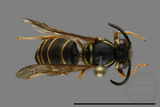 ǦW:Vespula flaviceps