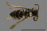 ǦW:Vespula flaviceps