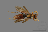 ǦW:Polistes jokahamae