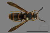 ǦW:Anterhynchium flavomarginatum formosicola