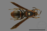 ǦW:Orancistrocerus drewseni nigricapitus