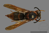 ǦW:Anterhynchium flavomarginatum formosicola