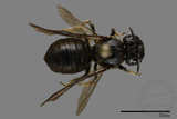 ǦW:Ceratina sp.