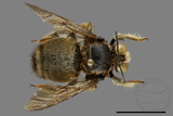 ǦW:Xylocopa collaris sauteri