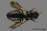 ǦW:Ceratina sp.