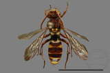 ǦW:Nomada sp.