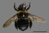 ǦW:Xylocopa collaris sauteri