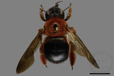 ǦW:Xylocopa ruficeps