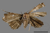 ǦW:Adrapsa simplex