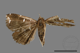 ǦW:Adrapsa simplex