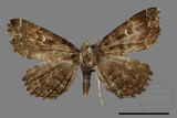 ǦW:Adrapsa geometroides