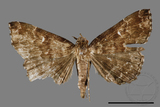 ǦW:Adrapsa geometroides