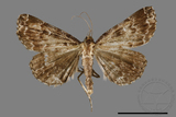 ǦW:Adrapsa geometroides