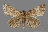 ǦW:Adrapsa geometroides